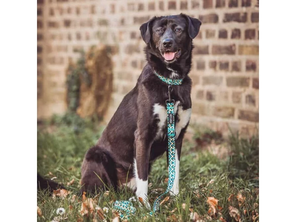 Hund mit Kunterbunt Leine und Halsband in Gelb/Blau