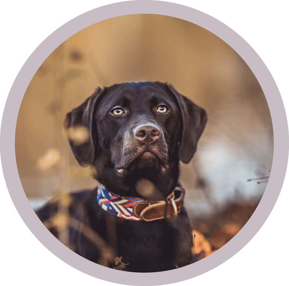 Die Hündin Lana abgebildet in einem lila gehramten Kreis