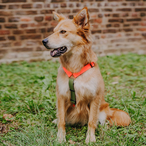 Dog with lead harness Outdoor Flex - 5-way adjustable - neon orange/green Dog with lead harness Outdoor Flex is 5-way adjustable in neon orange/green