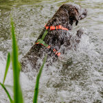 Lead harness - Outdoor FLEX - 5-way adjustable with handle - neon orange/green - Image 5