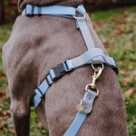 Outdoor Collection - Harness and lead set - Taupe/blue - Image 4