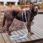 Outdoor Collection - Harness and lead set - Taupe/blue