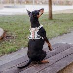 Premium Hundegeschirr Gepolstert - Pink/Beige – Bild 5