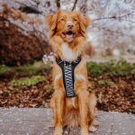 Premium Padded Dog Harness - Black/White