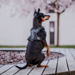 Premium Padded Dog Harness - Black/White - Image 5