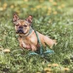 Hund mit Halsband und Führleine Kunterbunt ist 3-fach verstellbar in Gelb/Blau