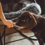 Hund spielt mit Hundespielzeug Bluelino Triangel *Fast unkaputtbar*