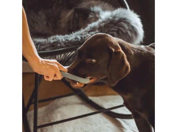Hund spielt mit Hundespielzeug Bluelino Triangel *Fast unkaputtbar*