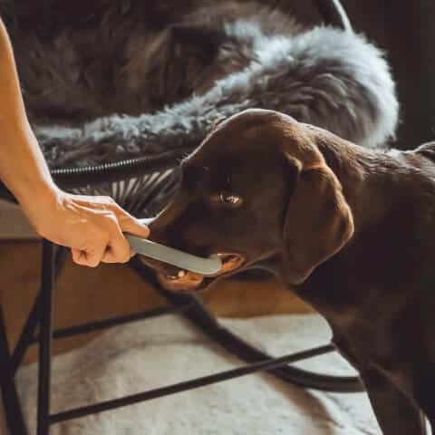 Hund spielt mit Hundespielzeug - Bluelino Triangel *Fast unkaputtbar* Hund spielt mit Hundespielzeug Bluelino Triangel *Fast unkaputtbar*