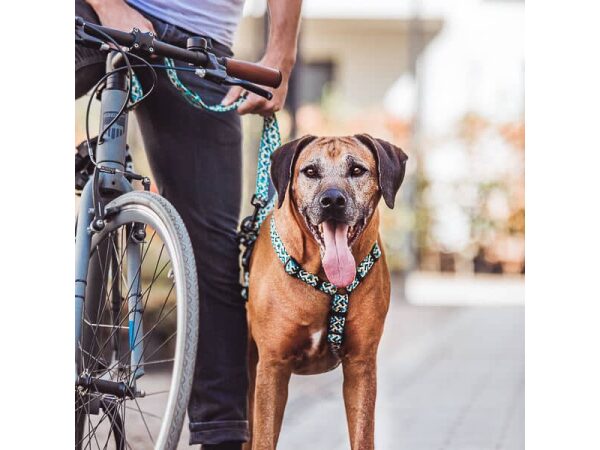 Kunterbunt dog harness - 5-way adjustable in yellow/blue