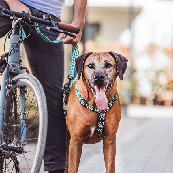 Kunterbunt dog harness - 5-way adjustable in yellow/blue Kunterbunt dog harness - 5-way adjustable in yellow/blue