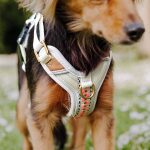 Kleiner Hund nahaufnahme mit Premium Geschirr in Pink Beige