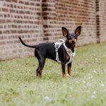 Kleiner Hund von der Seite mit Premium Geschirr in Pink Beige