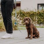 Mensch mit Welpe Leine mit Kotbeutelspender in Gelb/Blau