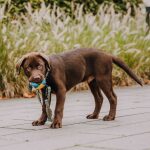 Welpe trägt Kotbeutelspender mit Leine in Gelb/Blau