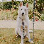 Large white German shepherd dog sitting with premium dog collar and dog lead in black and white