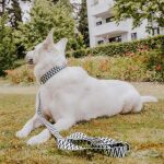 White shepherd dog lying with collar and premium dog lead in black and white