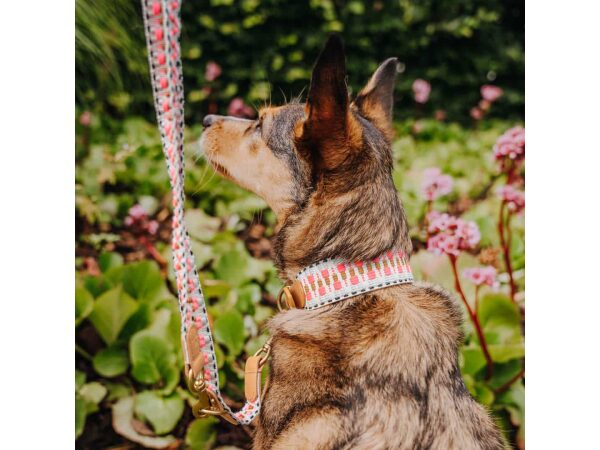 Kleiner Hund sitzt mit Hundehalsband und Hundeleine in Pink-Beige