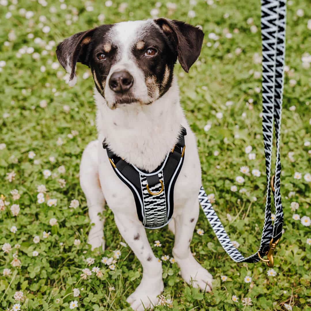 premium-hundeleine-geschirr-schwarz-weiss-xs-kleiner-hund Kleiner Hund sitzt mit Premium Führgeschirr in Schwarz-Weiß