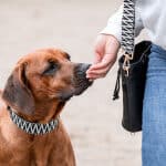 Premium Leckerlitasche Gurtband Schwarz / Weiß mit Hund