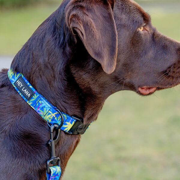 Dog with dog collar Palm Beach Padded with safety clasp Dog with dog collar Palm Beach Padded with safety clasp