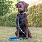 Hund mit Hundehalsband Palm Beach Gepolstert mit Sicherheitsverschluss und Leine