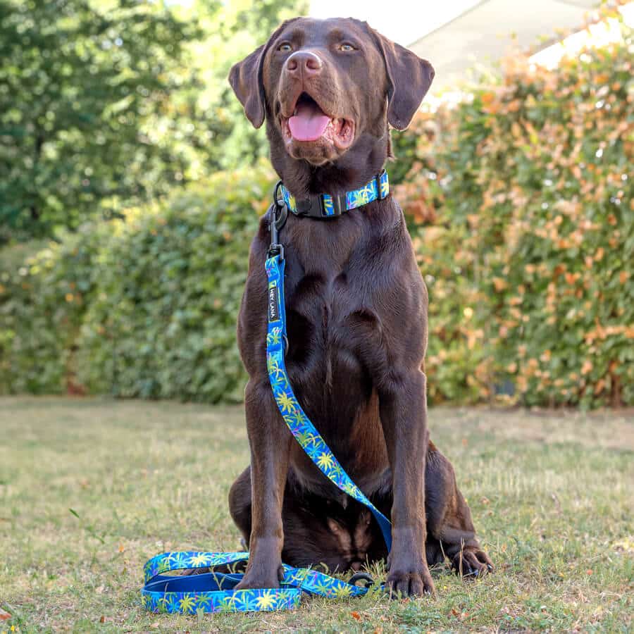 Dog with dog collar Palm Beach Padded with safety catch and lead Dog with dog collar Palm Beach Padded with safety catch and lead