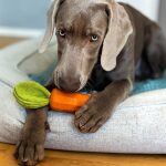 Hund spielt mit Lotti Karotti Hundespielzeug unkaputtbar