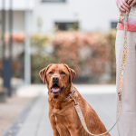 Dog with holder and Tres Chic lead in mint orange