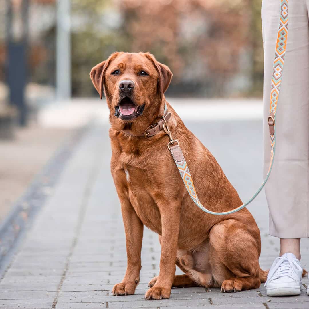 Dog with premium leather dog leash and collar - 3-way adjustable - 2m - Mint/Orange Dog with premium leather dog leash and collar is 3-way adjustable 2m in mint/orange