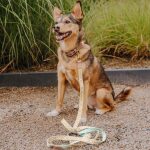 Small dog with collar and lead in mint orange