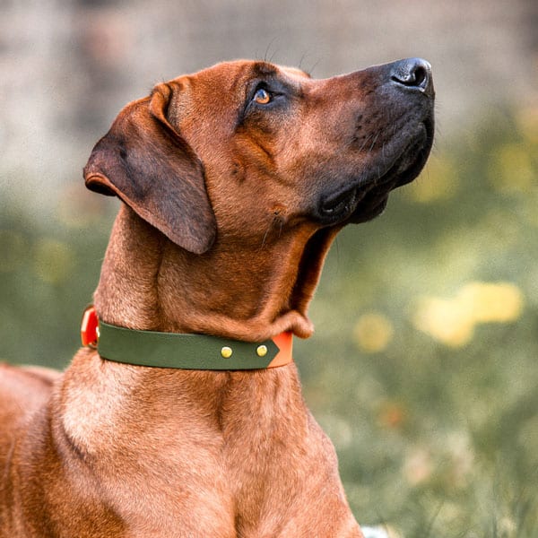 Hund mit Halsband Outdoor SPORT – Wasserfest – Neon-orange/Grün Hund mit Halsband Outdoor SPORT ist Wasserfest in Neon-orange/Grün