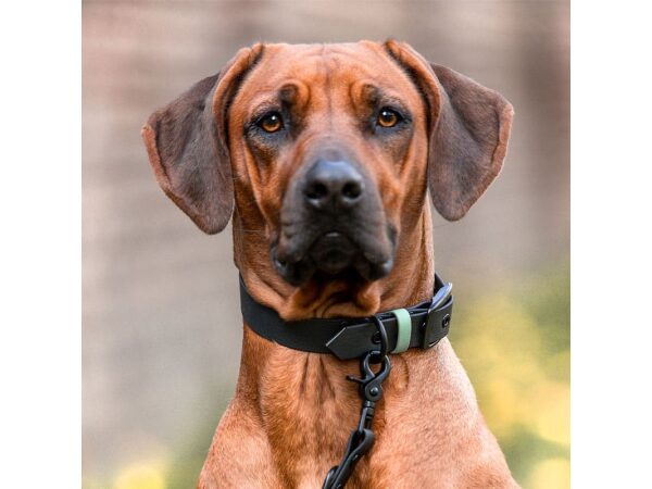 Hund mit Halsband und Leine Outdoor SPORT ist Wasserfest in Schwarz/Mint