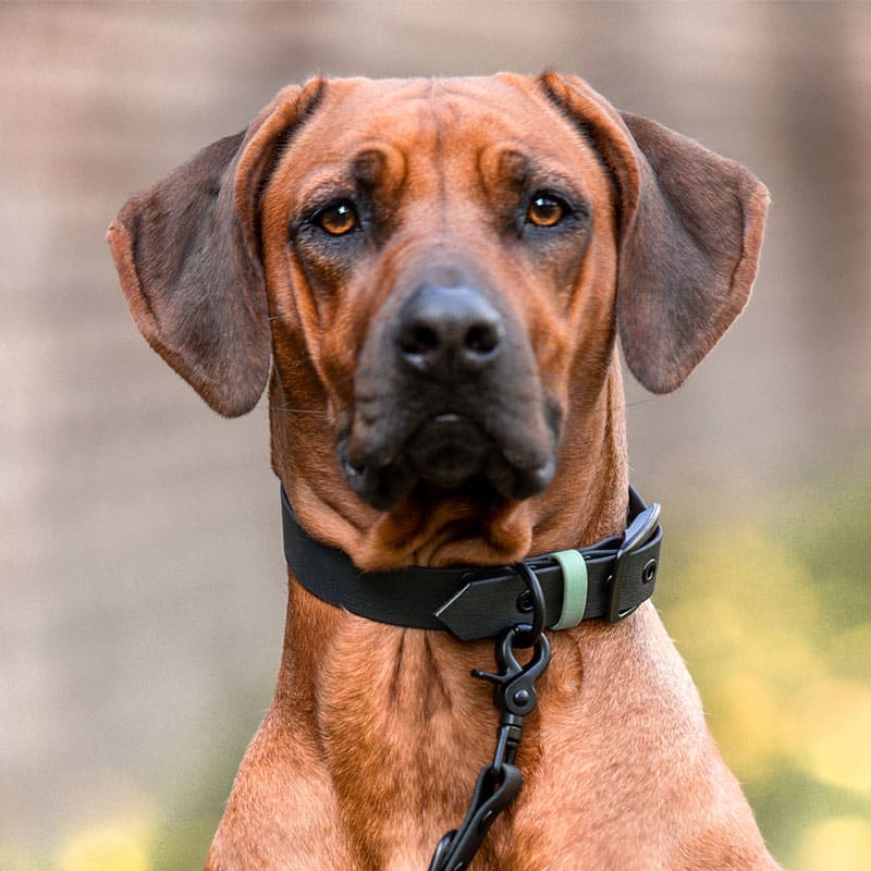 Dog with collar and lead Outdoor SPORT - Waterproof - Black/Mint Dog with collar and lead Outdoor SPORT is waterproof in black/mint