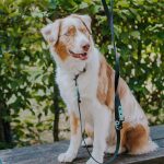 Hund mit Führleine und Hundehalsband in Schwarz/Mint