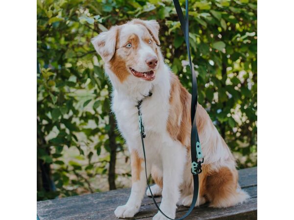 Hund mit Führleine und Hundehalsband in Schwarz/Mint