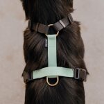 Dog harness Outdoor FLEX is 5-way adjustable with rear grab handle in black/mint