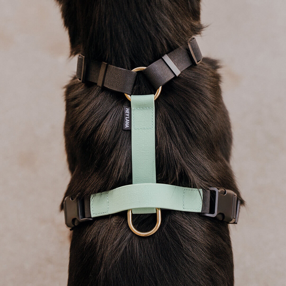 Dog harness Outdoor FLEX - 5-way adjustable with rear grab handle - Black/Mint Dog harness Outdoor FLEX is 5-way adjustable with rear grab handle in black/mint