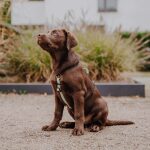 Puppy sits with dog harness black mint
