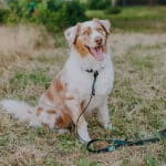 Hunde Führleine und Halsband Outdoor SPORT ist 3-fach verstellbar in Schwarz/Mint