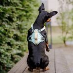 Kleiner Hund von hinten und macht Männchen mit Premium Geschirr in Mint Orange