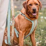 Hund mit Kollektion Très chic als Set Hundehalsband, Leine und Geschirr in Mint/Orange