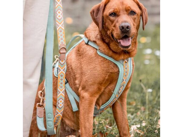 Hund mit Kollektion Très chic als Set Hundehalsband, Leine und Geschirr in Mint/Orange