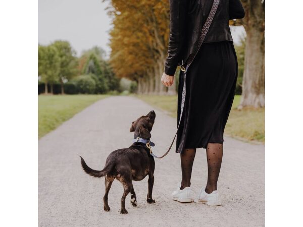 Hund an der Leine und Hundehalsband Leder Tres Chic 2m in Blau/Grau von hinten