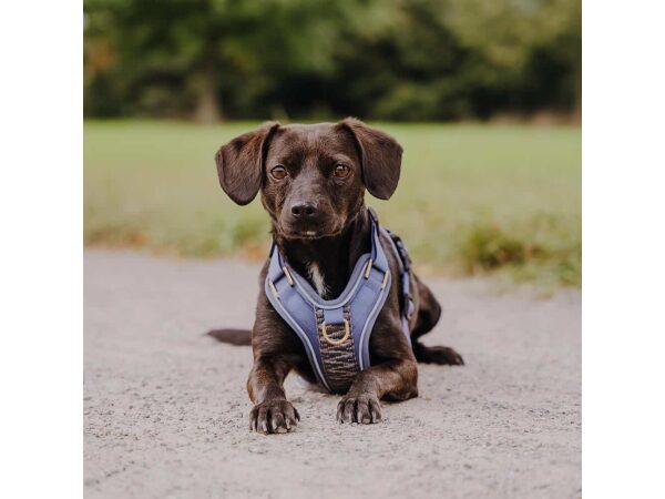 Hund mit gepolstertem Hundegeschirr Blau/Grau von vorne nah