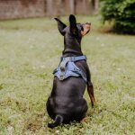 Kleiner Hund von hinten sitzend mit Premium Geschirr in Blau Grau