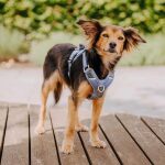 Kollektion Très chic – Set Hundehalsband, Leine und Geschirr – Blau/Grau – Bild 4