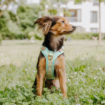 Premium Hundegeschirr Gepolstert - Mint/Orange – Bild 3