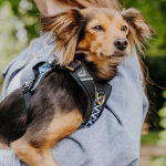 Premium Padded Dog Harness - Black/White - Image 4