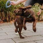 Welpe spielt mit Love Your Paw Herzspielzeug